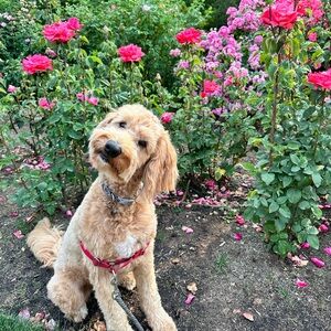 Meet your Posher, Molly